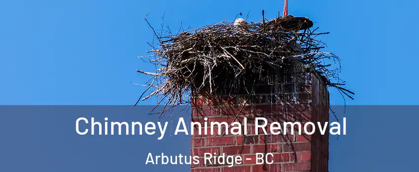 Chimney Animal Removal Arbutus Ridge - BC