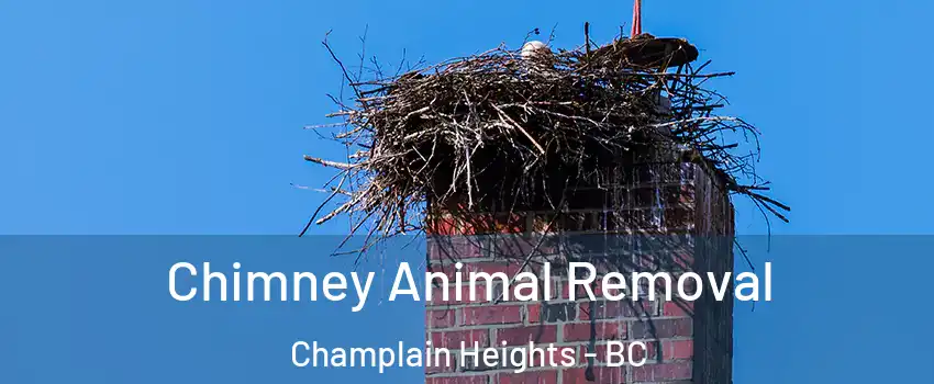 Chimney Animal Removal Champlain Heights - BC