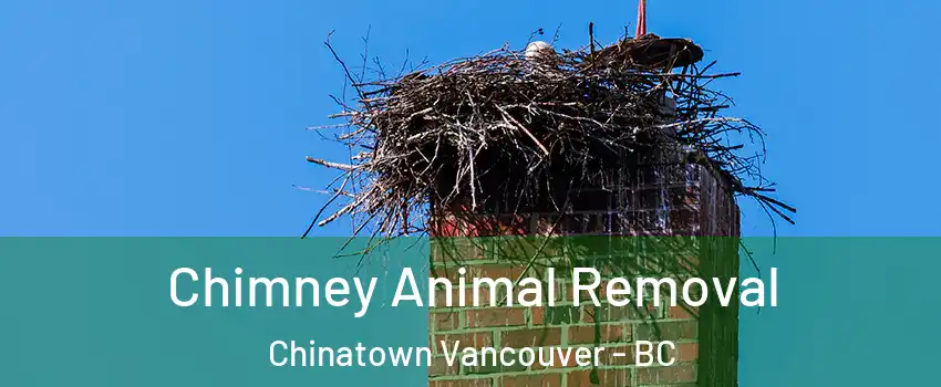 Chimney Animal Removal Chinatown Vancouver - BC