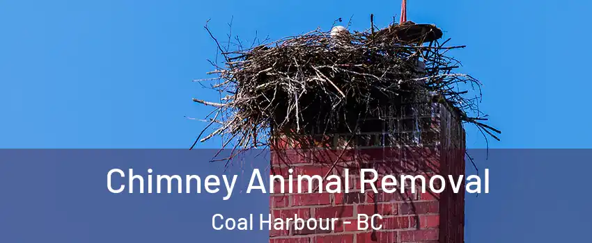 Chimney Animal Removal Coal Harbour - BC
