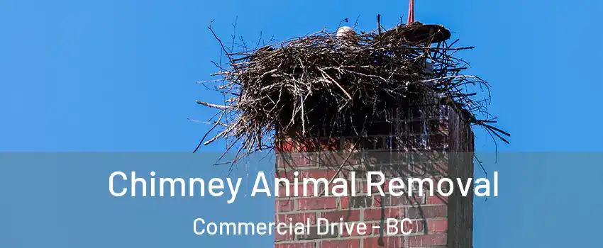 Chimney Animal Removal Commercial Drive - BC