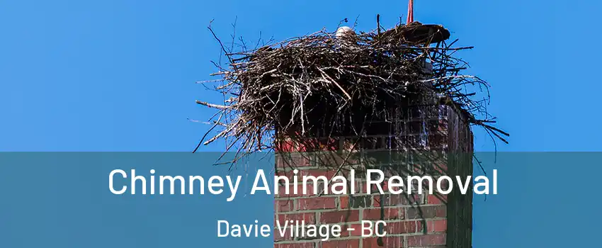 Chimney Animal Removal Davie Village - BC