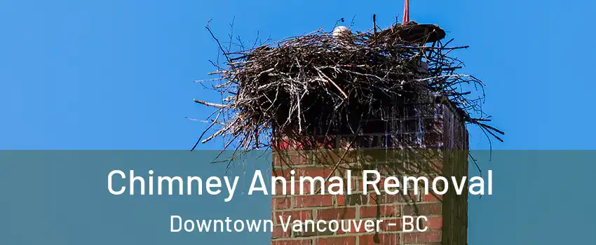 Chimney Animal Removal Downtown Vancouver - BC