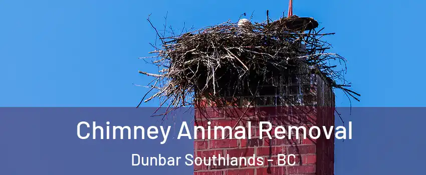Chimney Animal Removal Dunbar Southlands - BC