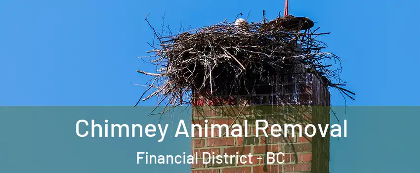 Chimney Animal Removal Financial District - BC