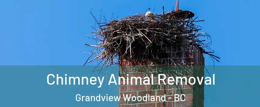 Chimney Animal Removal Grandview Woodland - BC