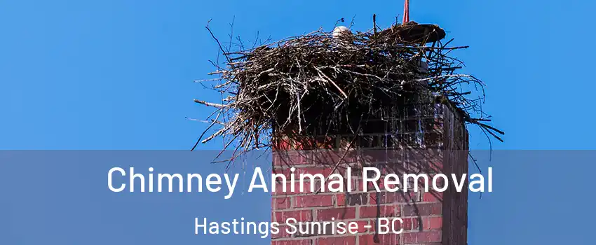 Chimney Animal Removal Hastings Sunrise - BC