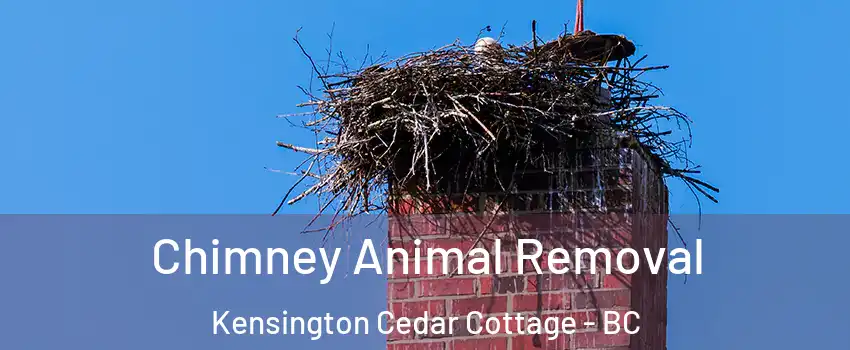 Chimney Animal Removal Kensington Cedar Cottage - BC