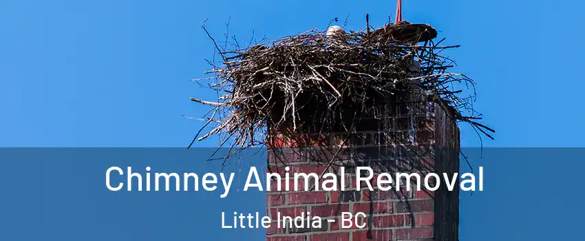 Chimney Animal Removal Little India - BC