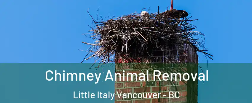 Chimney Animal Removal Little Italy Vancouver - BC