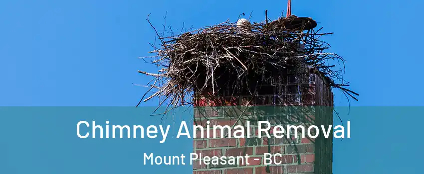 Chimney Animal Removal Mount Pleasant - BC