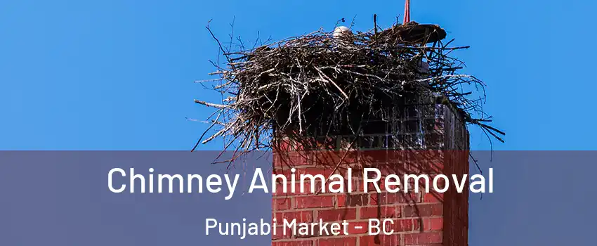 Chimney Animal Removal Punjabi Market - BC