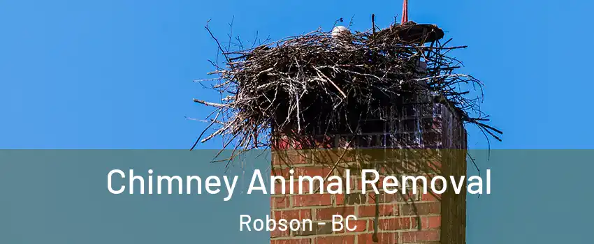 Chimney Animal Removal Robson - BC