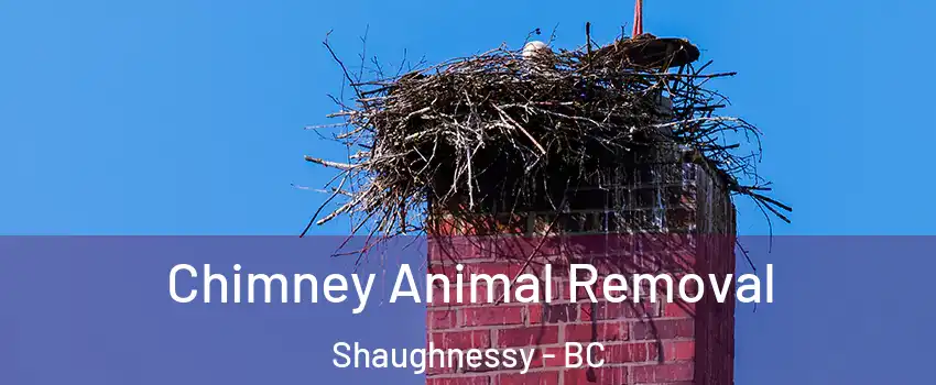 Chimney Animal Removal Shaughnessy - BC