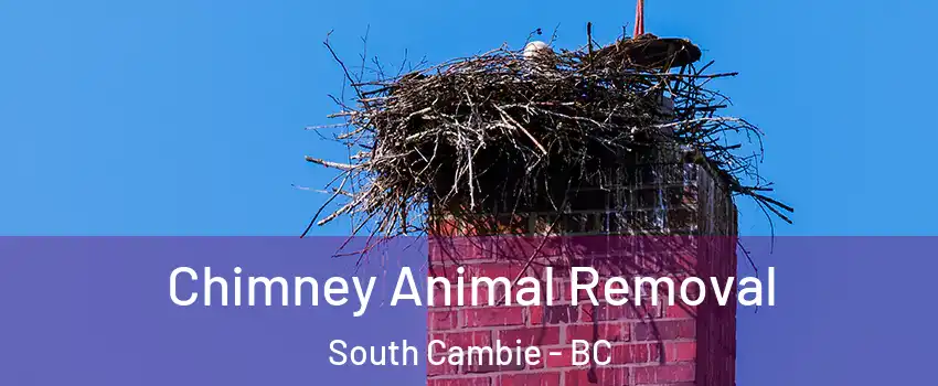 Chimney Animal Removal South Cambie - BC