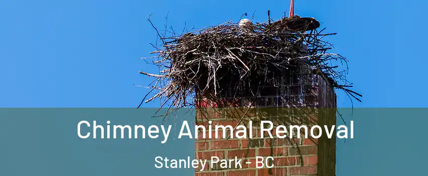 Chimney Animal Removal Stanley Park - BC