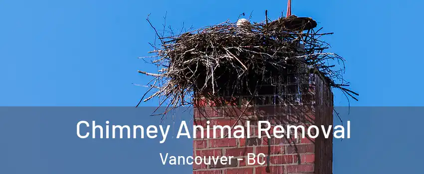 Chimney Animal Removal Vancouver - BC