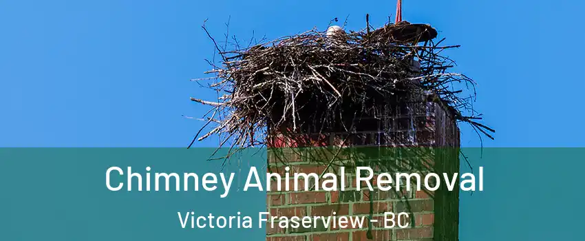 Chimney Animal Removal Victoria Fraserview - BC