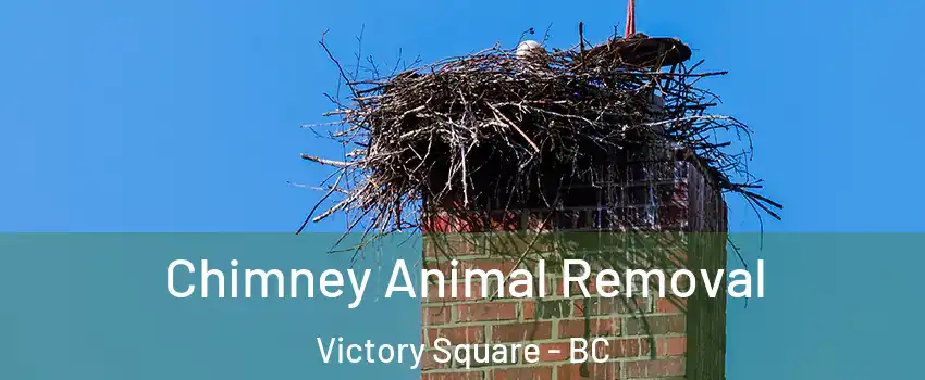 Chimney Animal Removal Victory Square - BC