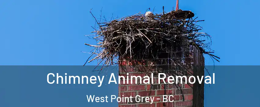 Chimney Animal Removal West Point Grey - BC