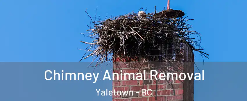 Chimney Animal Removal Yaletown - BC