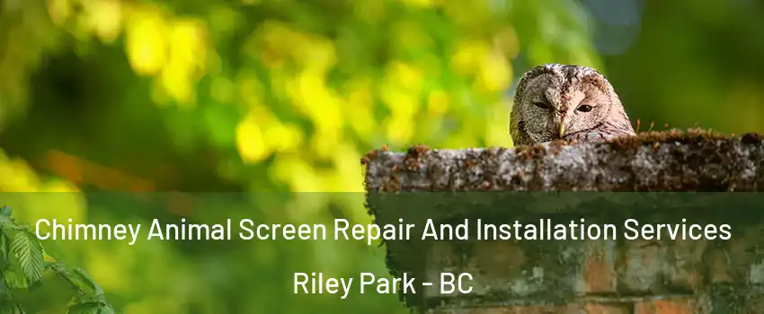  Chimney Animal Screen Repair And Installation Services Riley Park - BC