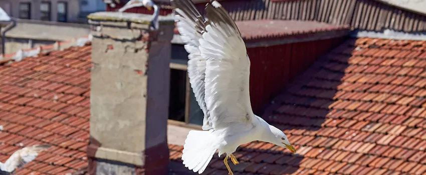 Residential Chimney Animal Removal Solution in Vancouver, BC