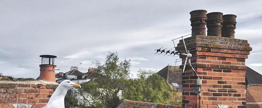 Chimney Cleaning And Restoration in Grandview Woodland, British Columbia